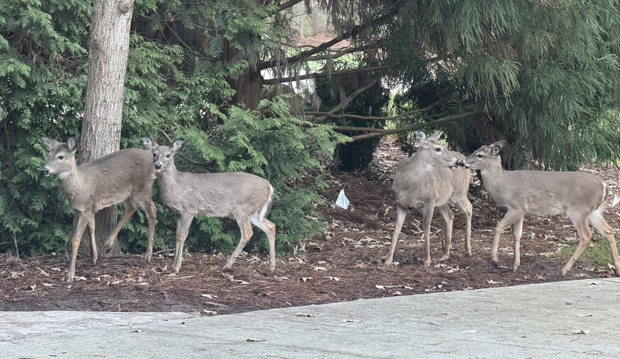 Matt Doherty on X: &ldquo;Watching the deer in my yard never gets old 