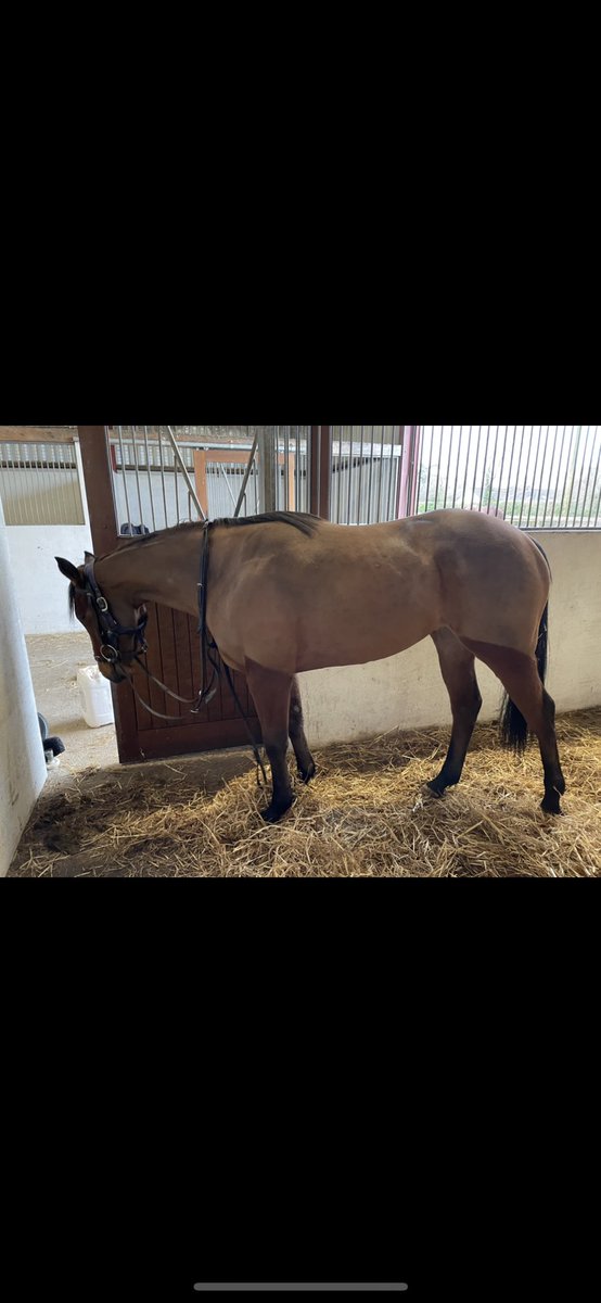 Anna_barlow7's tweet photo. Showcasing filly out of a pivotal mare from @BallyphilipStud getting ready for Donny 🚀 
@WhitsburyManor @GoffsUK @BrzUps https://t.co/ZqTngwTRXh