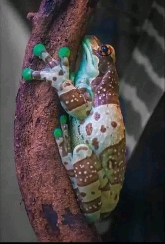 Z kuşağı kurbağa