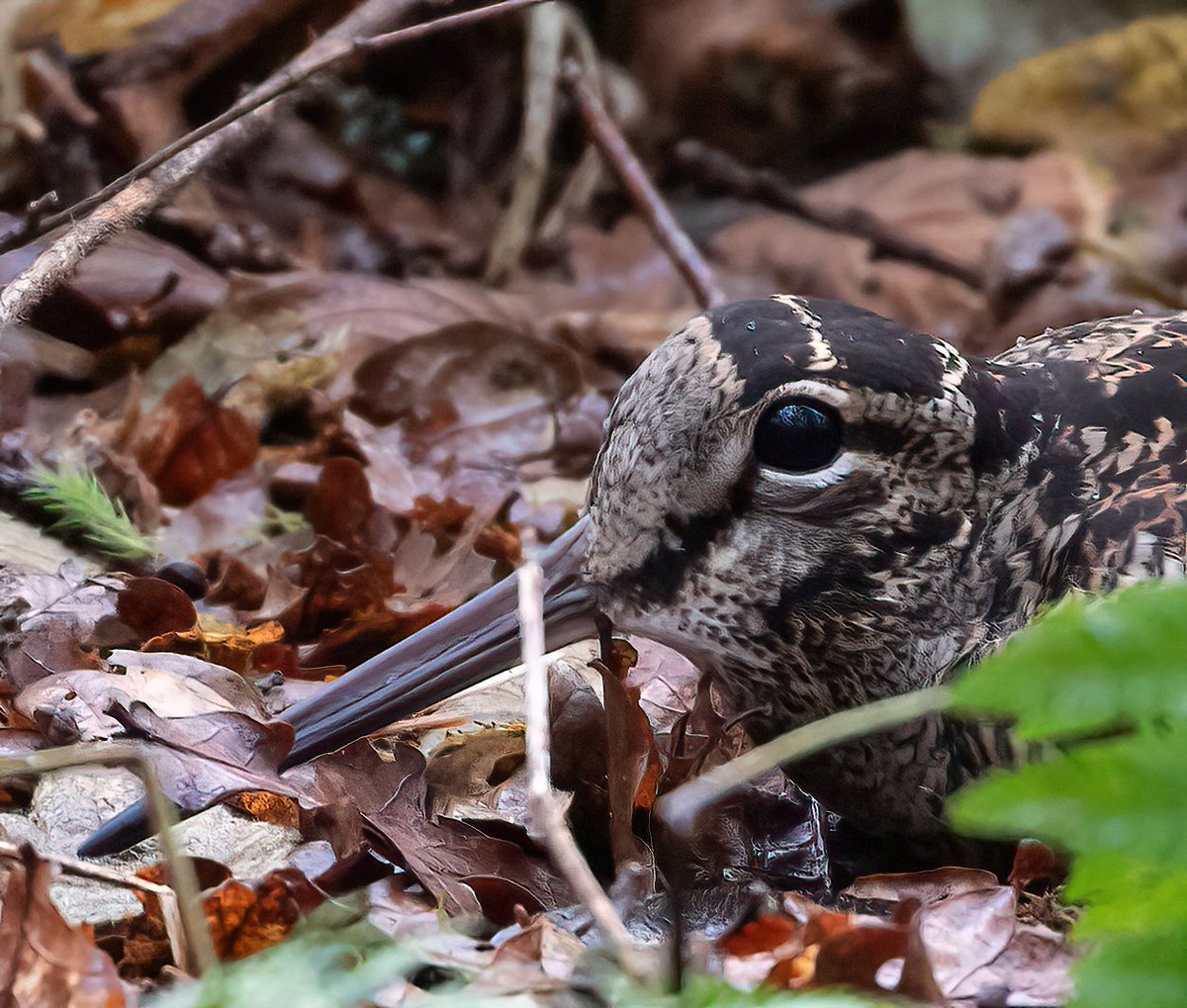One of 4 Woodcock found near Ellisfield this morning - great to be able to see these birds without flushing. Borough year list up to 95 but running out of potential January ticks now - can’t find Brambling or Blackcap &amp; where are all the Yellowhammers! 
<a href="/HOSbirding/">Hampshire Ornithological Society</a>  #hantsbirds