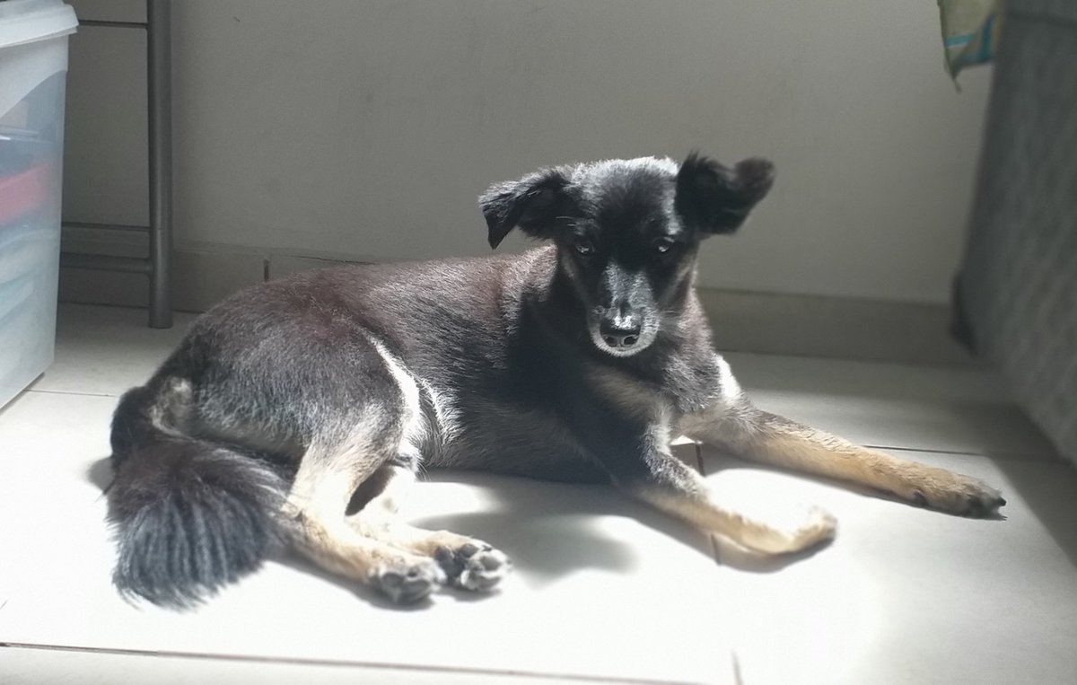 Bidu_bibi's tweet photo. Renovando a vit. D 🐶😎

#dogs
#petlovers
#pets
#DogsOfTwitter
#dogsarefamily
#viralatalovers
#nãocompreadote
#viralata
#BorderCollie https://t.co/IvPe9ozM2e