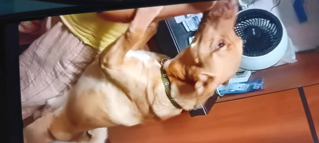 jasper__jen's tweet photo. He's a male, 2 years old https://t.co/Q4UEAVjiMR