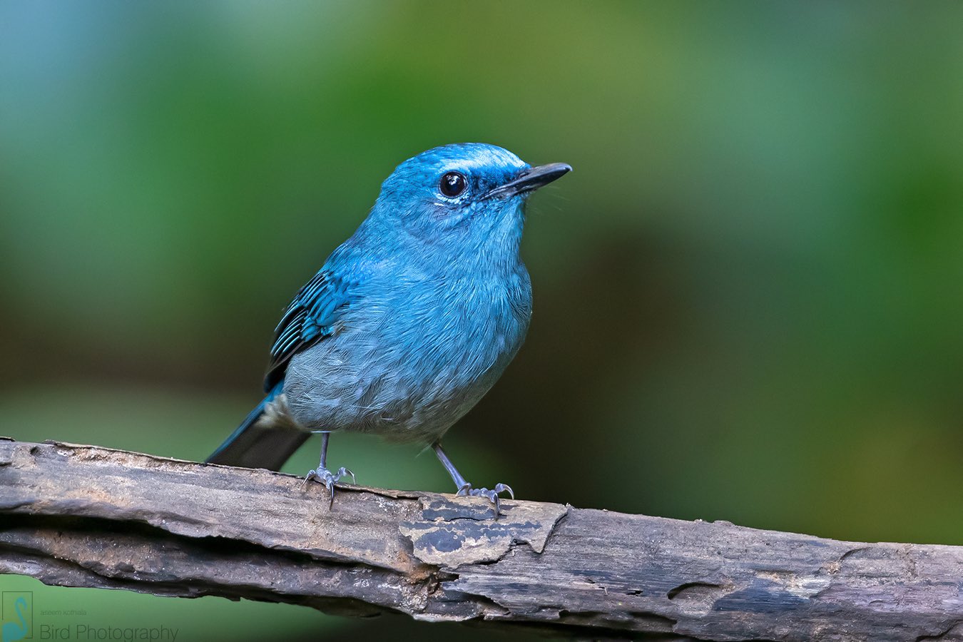 Aseem Kothiala on X The Pale blue flycatcher Cyornis unicolor is a bird that is superficially similar in appearance to the verditer flycatcher but is paler blue. We sighted them in its