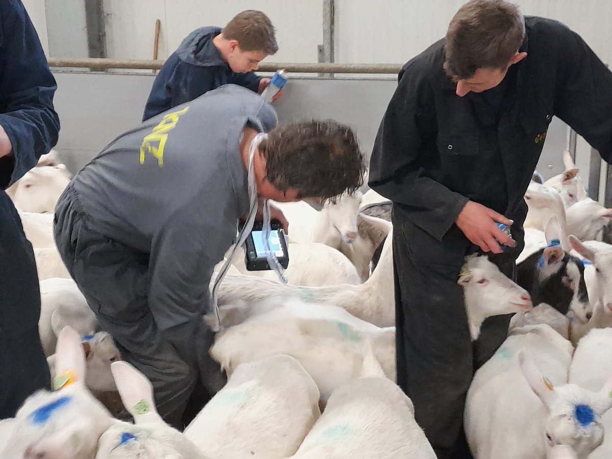 Alle lammeren zijn weer gescand, drachtigheids percentage van 97%, zijn we heel blij mee. Nu weten we wel zeker dat er in maart heul veul lammetjes zullen worden geboren
#melkgeitenhouderij #lammeren