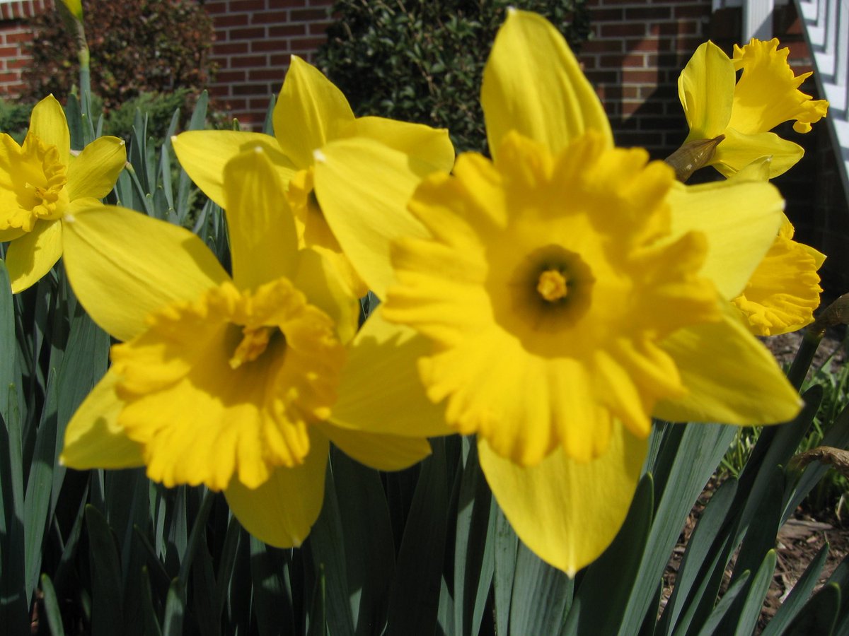 Remembering a gorgeous  Spring day, and sending out warmth from these daffodils to all of our gardening friends! #SundayYellow #FlowersGardeningX #MasterGardeners