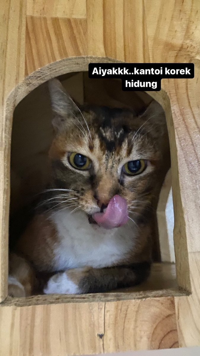 shieee🐈 tweet media