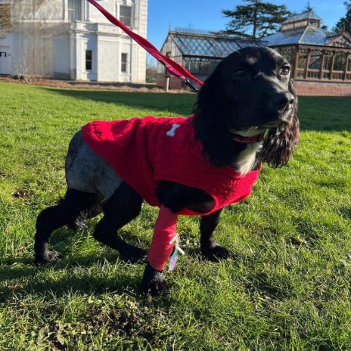 Langford Vets (@langfordvets) on Twitter photo Wow! - here at Langford Vets we have been bowled over by the support and interest in Ariel's story. We are very proud to have been involved in Ariel's care alongside
<a href="/team_greenacres/">Greenacres Rescue</a> Wow! - here at Langford Vets we have been bowled over by the support and interest in Ariel's story. We are very proud to have been involved in Ariel's care alongside
<a href="/team_greenacres/">Greenacres Rescue</a>