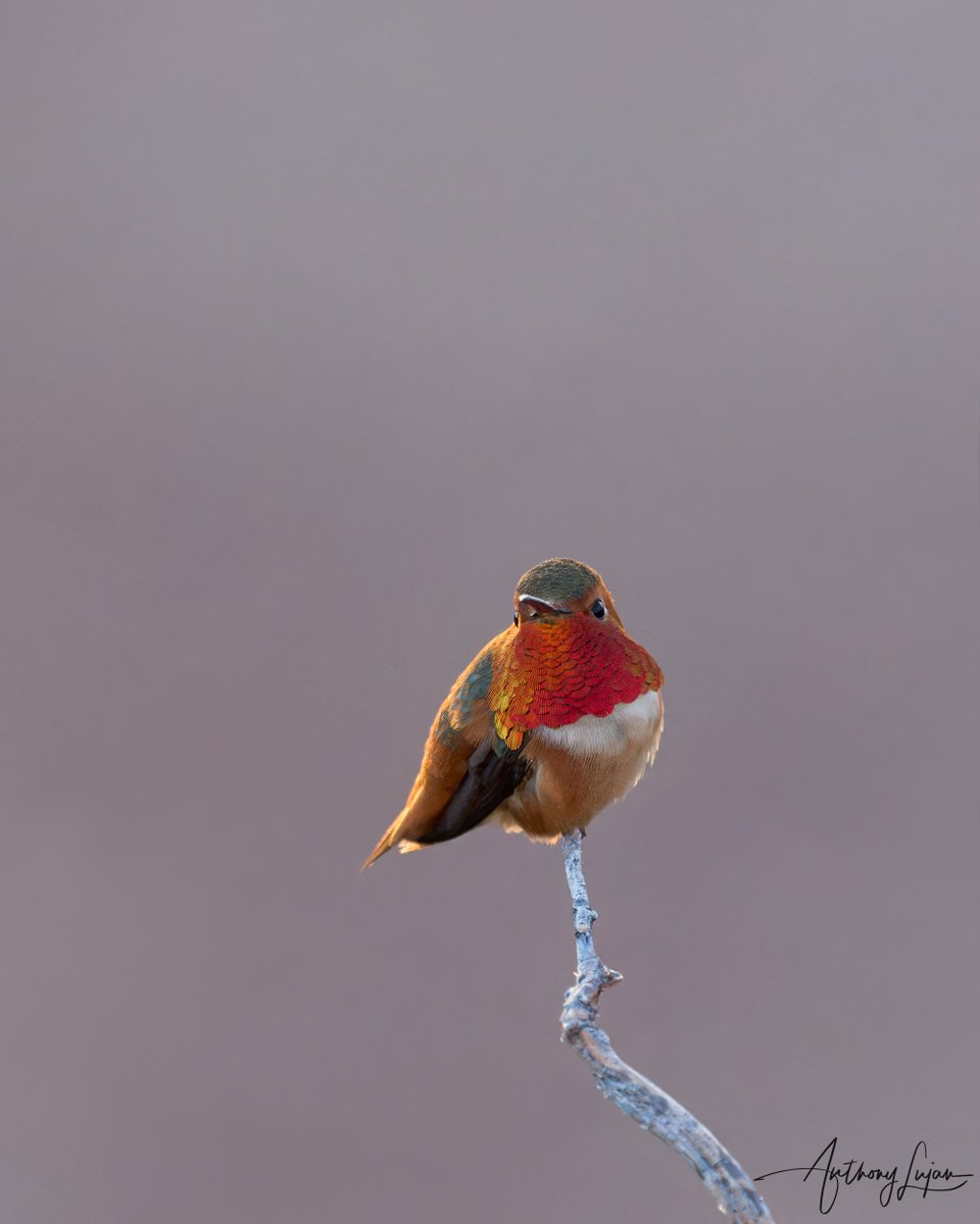 Allen’s Hummingbird
Selasphorus sasin
#alhummingbirdperched
Sony A1 - Sony 600mm

#allenshummingbird #hummingbird #NatGeoWild #Best_Birds_Of_World #your_best_birds #birdstagram #Nuts_About_Birds #eye_spy_birds #planetbirds #hummingbirds #nature_perfection #Best_Birds_Planet #b...