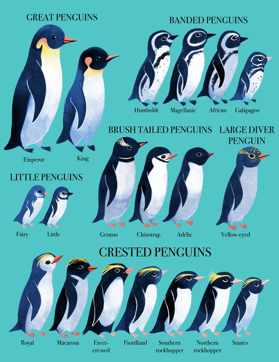 I forgot to post for Penguin Awareness Day yesterday.  #penguins #penguinspecies #penguinAwarenessDay #penguinDay