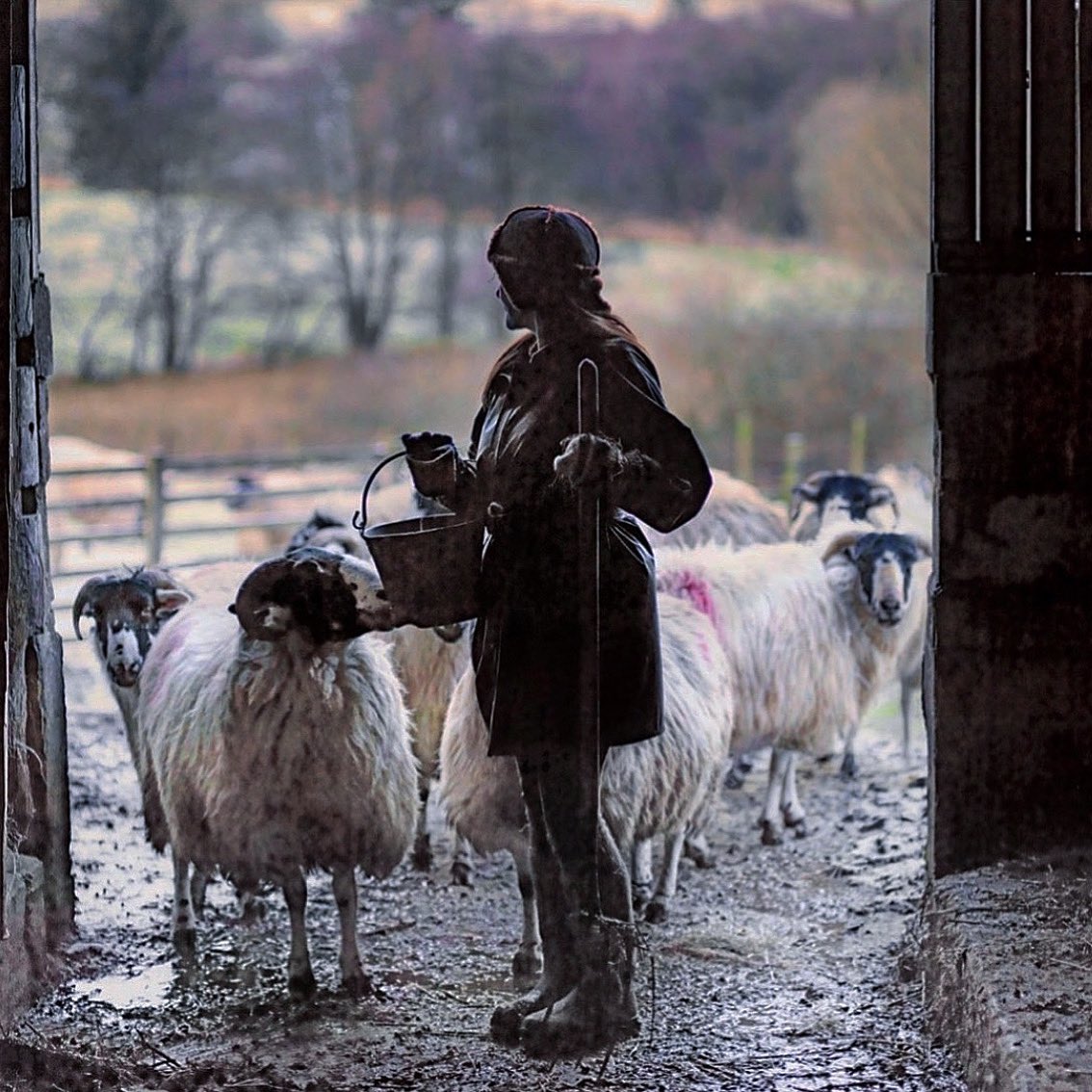 Alison O’Neill ~ Shepherdess tweet media