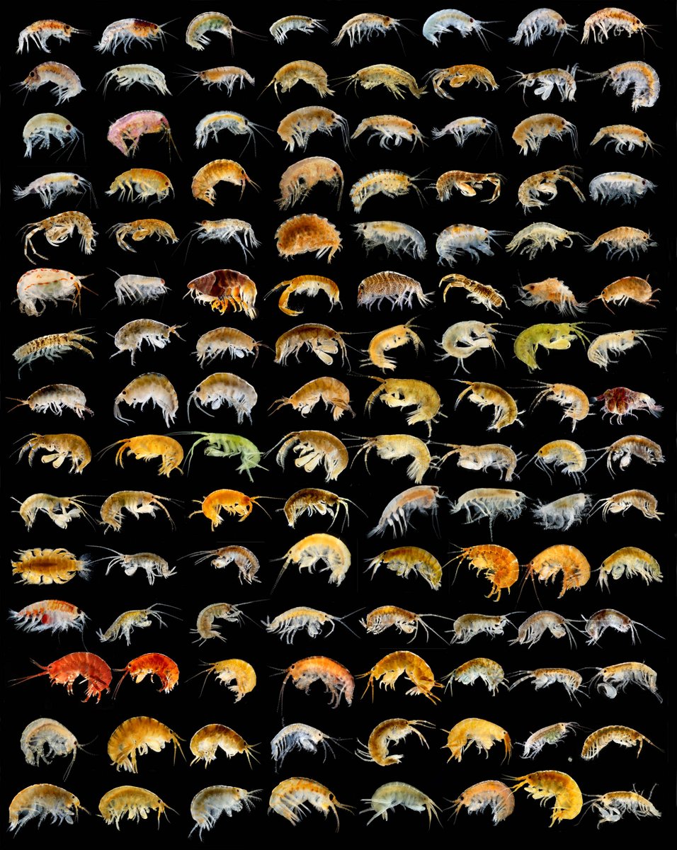 ヨコエビ ガイドブック