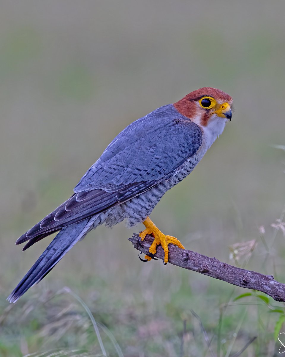 i_Birde_LLP's tweet photo. Red neck Falcon
#NatureBeauty #TwitterNatureCommunity #BirdTwitter #BirdsOfTwitter #birdwatching #birding #birdphotography #birds #nature #ThePhotoHour #aves #IndiAves #wildlife #NaturePhotography #wildlife #wildlifephotography #birdfashion #amazingbirds @CanonUKandIE #Falcons https://t.co/tSiVaED1O2