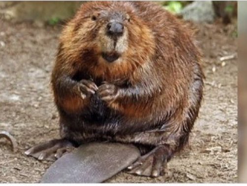 @ErlingStu Oh wtf 
In for a penny, in for a pound

Angry Beaver