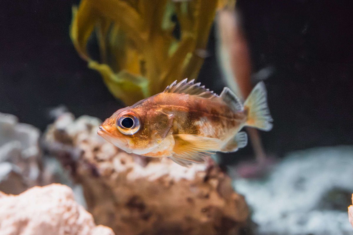 ToledoZoo's tweet photo. What do you call a fish wearing a tie? 
🐟
👔
🐟
So-fish-ticated!

#ToledoZoo #ToledoOhio #DadJokes #FishJokes https://t.co/B4Aa8SE5tW