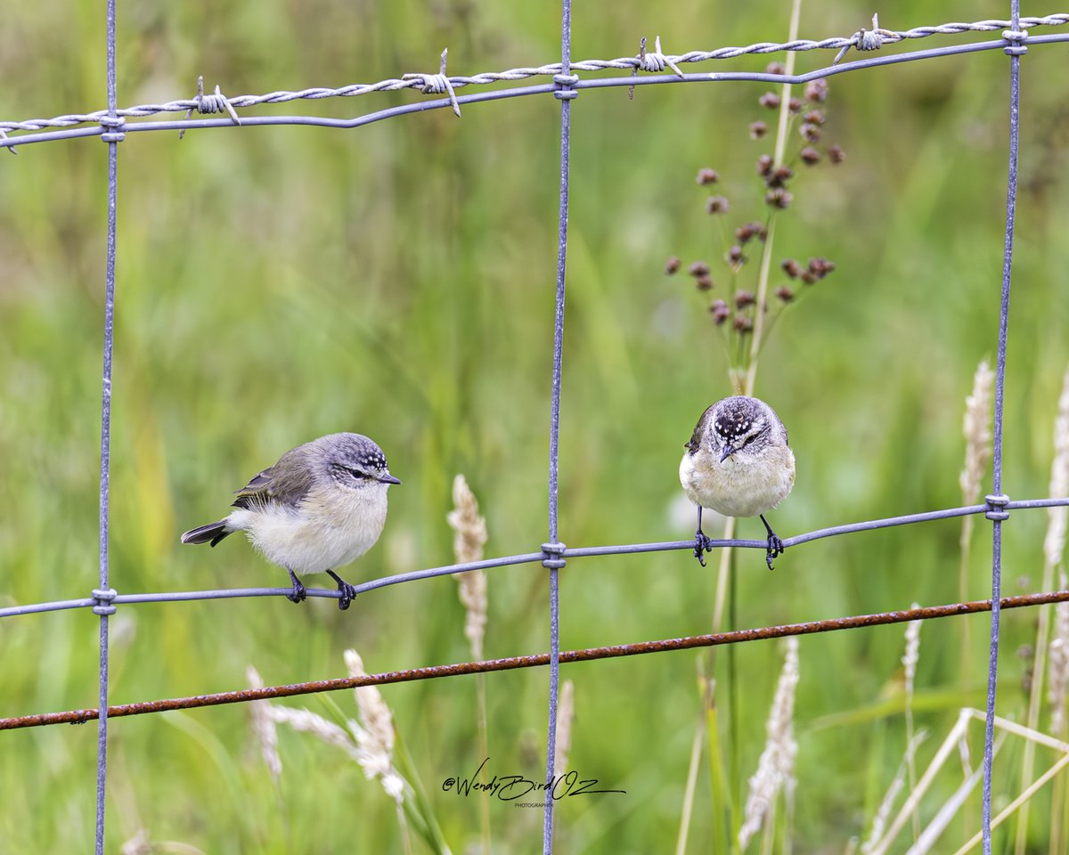 WendyBirdOZ's tweet photo. These two, I think, are juvenile white-breasted robins. Hopefully, someone can confirm. I feel for the one on the right. We've all had that nagging someone in our lives. ๐
#Albany #WesternAustralia #AustralianNativeBirds #AustralianWildlife #canonphotography https://t.co/jzUCTRqpOU