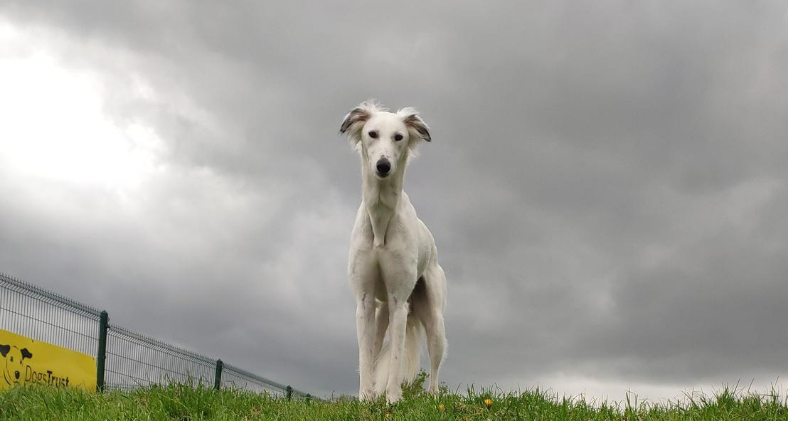 With #StormIsha please keep dogs safely inside. If they need to toilet & you are able to head out safely to your garden, please keep your dog on a lead in case there is any damage to your wall, fence or gates and your dog can escape. dogstrust.ie/whats-happenin… 🐾