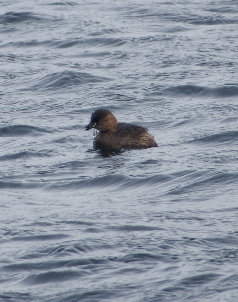 Nickyberllan's tweet photo. ⁦@LisvaneLlanRes⁩ a 3 grebe day: red necked on Llanishen, Little grebe and Great crest grebe on Lisvane. It may not feel like it but #Springiscoming as the little grebe and the right hand great crested grebe are already showing some signs of summer plumage. #glambirds https://t.co/xDUBajKJzS