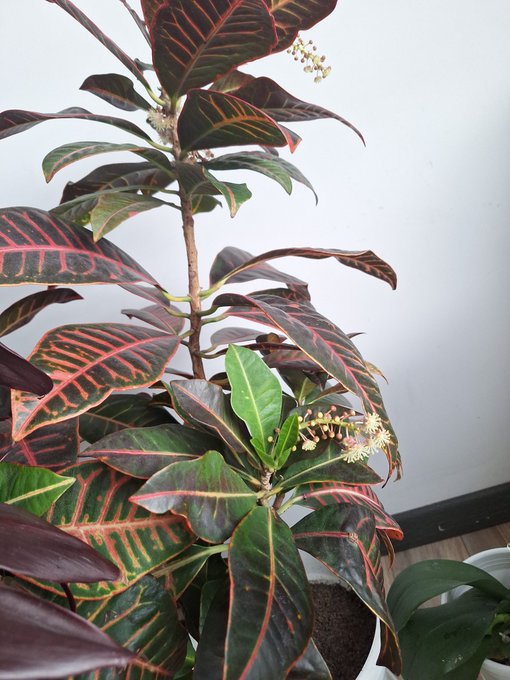 Soy tan feliz con el crecimiento de mis plantas🌻💗 https://t.co/IUnf9GRgQ8<a href="/tag/felizmartesatodos"class="tags"><span>#felizmartesatodos</span></a>