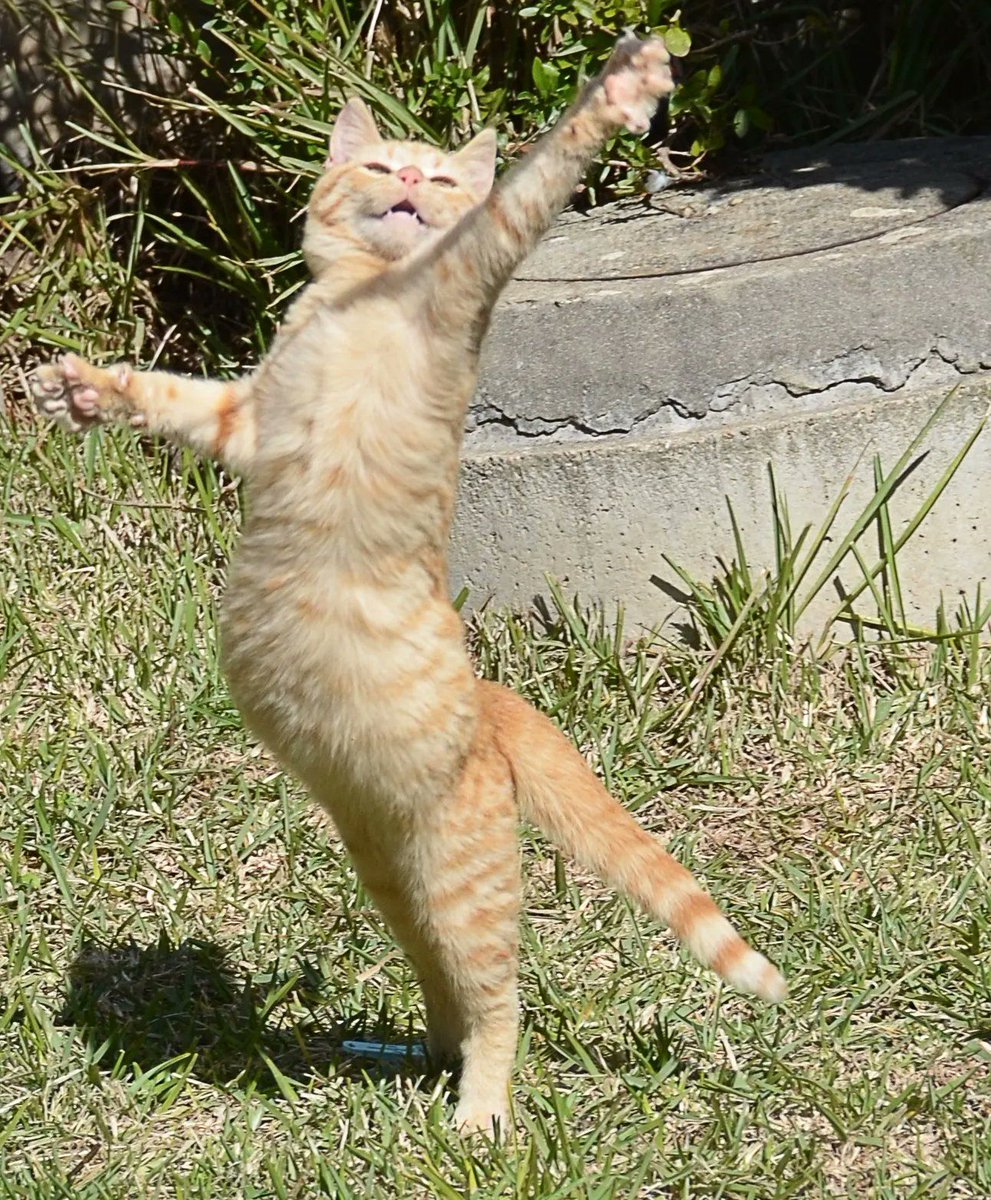 cats with powerful impression 🐾 tweet media