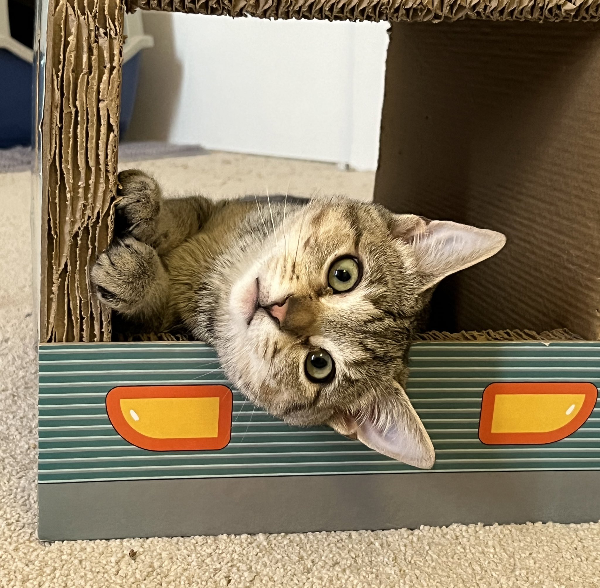 Crits For Cats lnc. Cat Rescue on X
