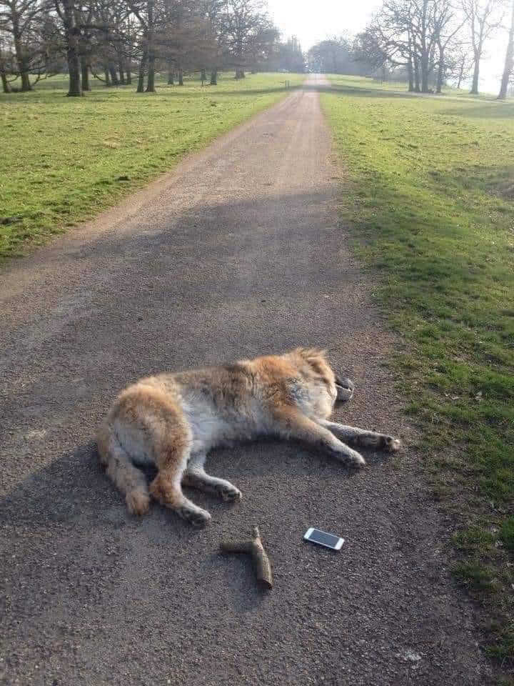 Leggete👀 Fino alla fine... A quanto pare anche gli animali domestici hanno un ultimo desiderio prima di morire, ma questo è noto solo ai veterinari che fanno l'eutanasia agli animali vecchi e malati. L'utente di Twitter Jesse Dietrich ha chiesto a un veterinario qual è la cosa