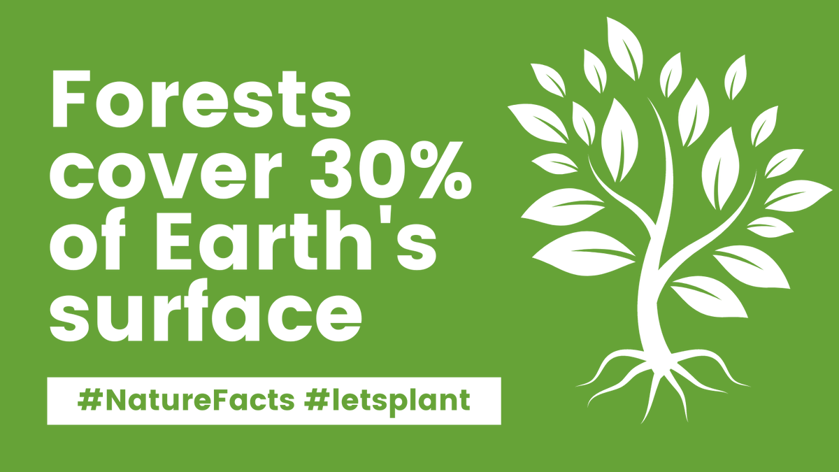 Forests cover about 3⃣0⃣% of the Earth's surface. 🌲🌳🌲🌳🌲🌳 They are essential for biodiversity and climate regulation. 
 #NatureFacts #letsplant #ForestsMatter #ClimateAction #SDGs #Sustainability #Biodiversity #BetterWithForests