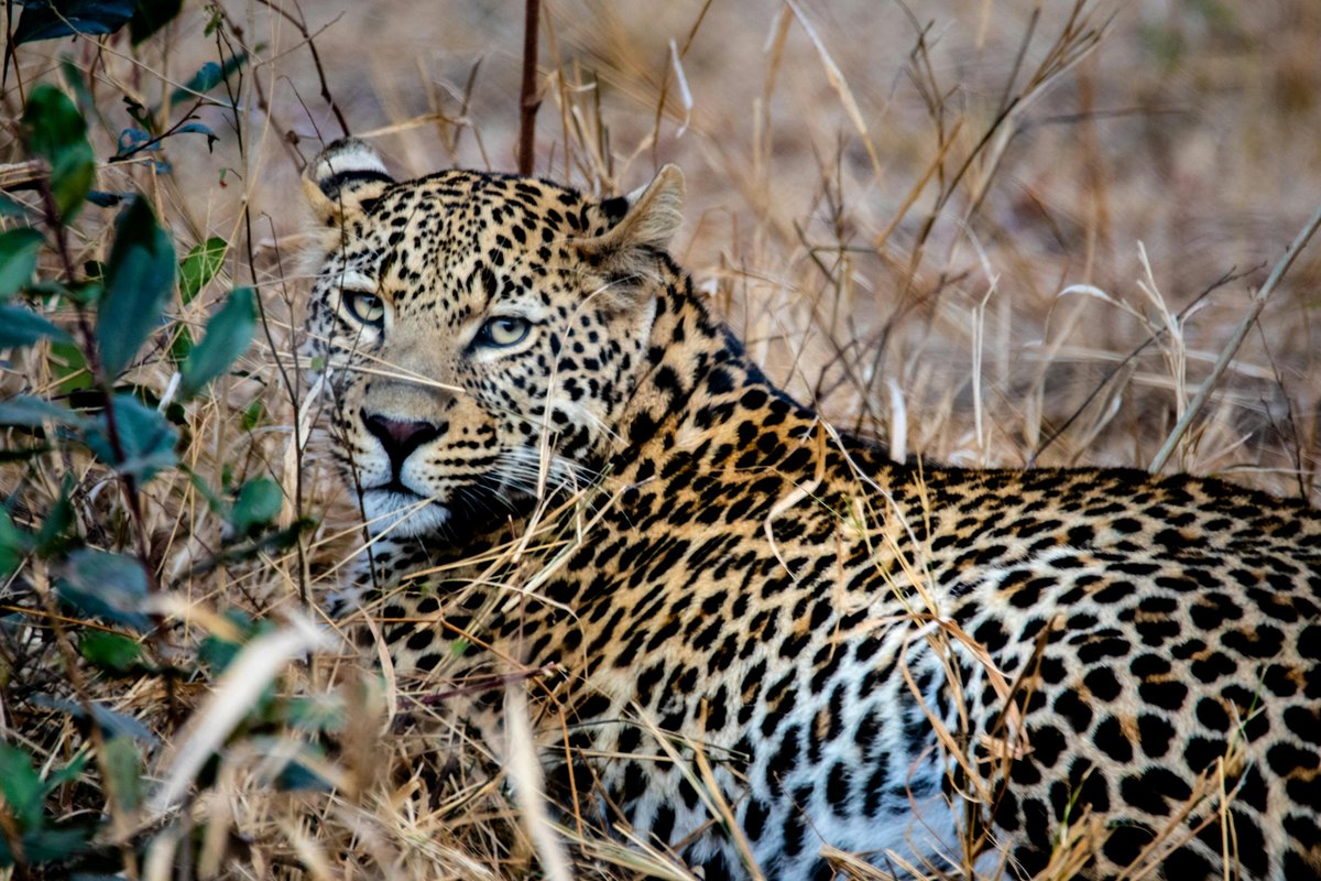 When a leopard spots a potential meal, it approaches with the head low and legs bent, so as not to be seen.

It then stalks its prey carefully and quietly, until it’s five to ten metres within range, then it pounces. 

#wildlifefacts #wildlife #nature #leopard