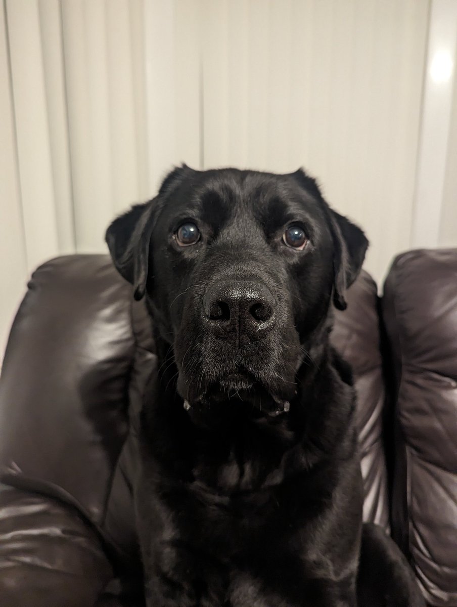 Hey pals! I'm back on the sofa! What's the big deal you ask? Well, it's the first time I've been up on the sofa since my surgery. I've missed it very much, love a sofa snooze but it's been worth it to ensure I heal properly. Mum and Dad are having a wine to celebrate! 🐾🐾