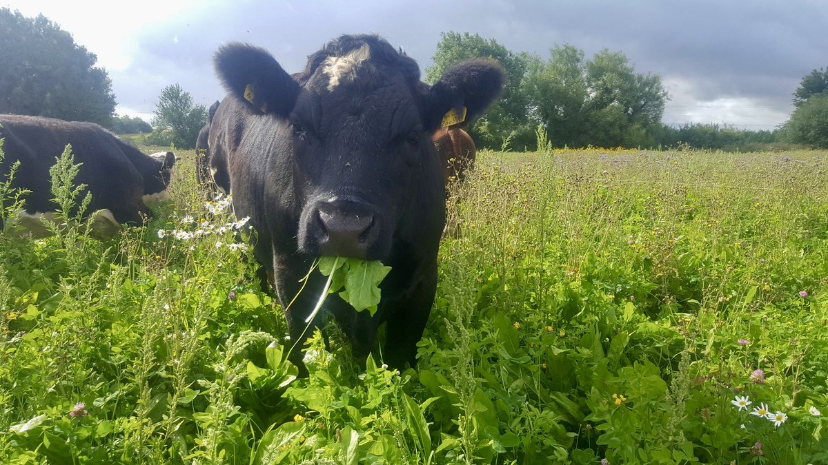 Farming in Focus 📷

Recently @LydiardTurkeys found some fab photos of their #CotswoldSeeds #herballey 🐄! We were delighted to have Chris join us to deliver the November ‘Herbal Ley Establishment & Management’ course 🌱.

#naturefriendlyfarming #farminguk #cropmanagement