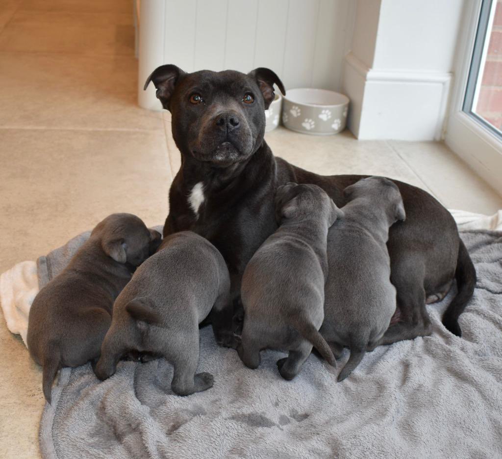 JoeMurrayBoxing's tweet image. ❤️