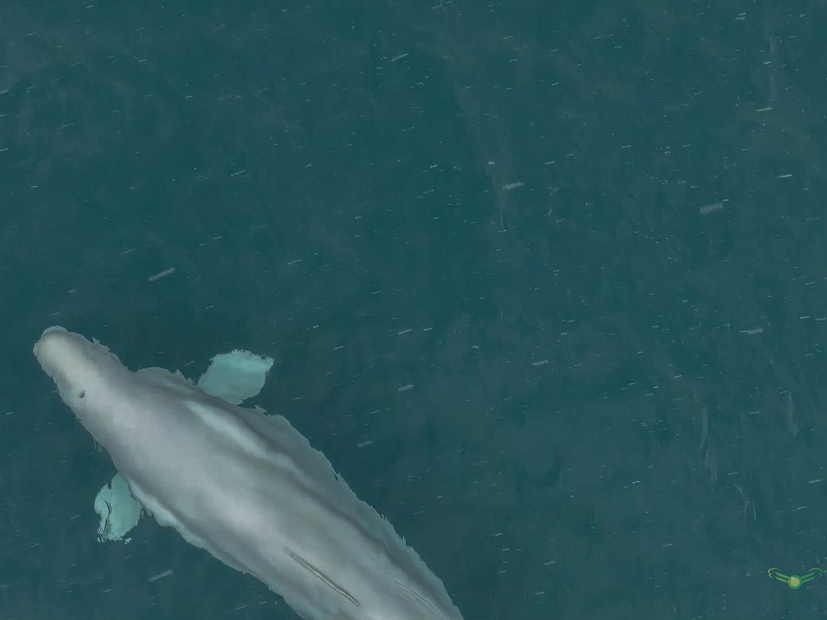 Quite distinct scarring on the right flank between the dorsal and tail on the #shetland #beluga hopefully it might be useful for ID in the future