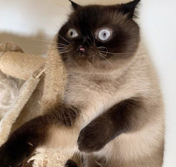 derpcatsolana's tweet photo. Happy weekend Manlets https://t.co/SVOt73vaaE