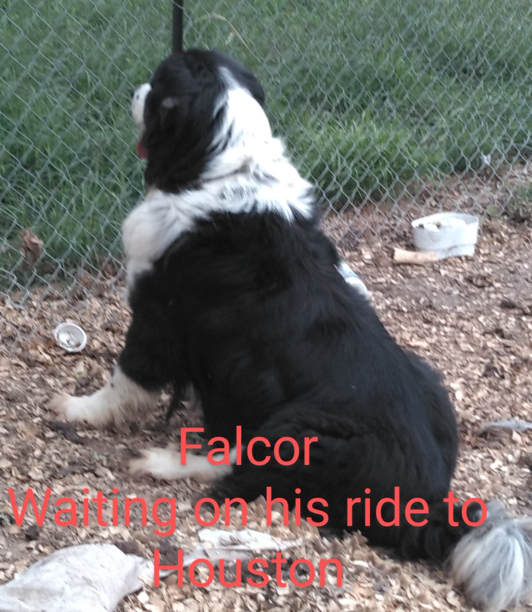 samsonsjustice's tweet photo. #weloveCUDDLY #rescueddogsofinstagram #donatenow #rescuedismyfavoritebreed #helpinghomeless #rescuedogsrock #donatetoday #newfoundlanddogsofinstagram #newfiesofinstagram #bigdogsofinstagram @_AnimalAdvocate @ArcanaDogs @b_agbergin @beakletkell @oxenberg @beeleevitonly @RoCoGB https://t.co/wO04fo1FdI