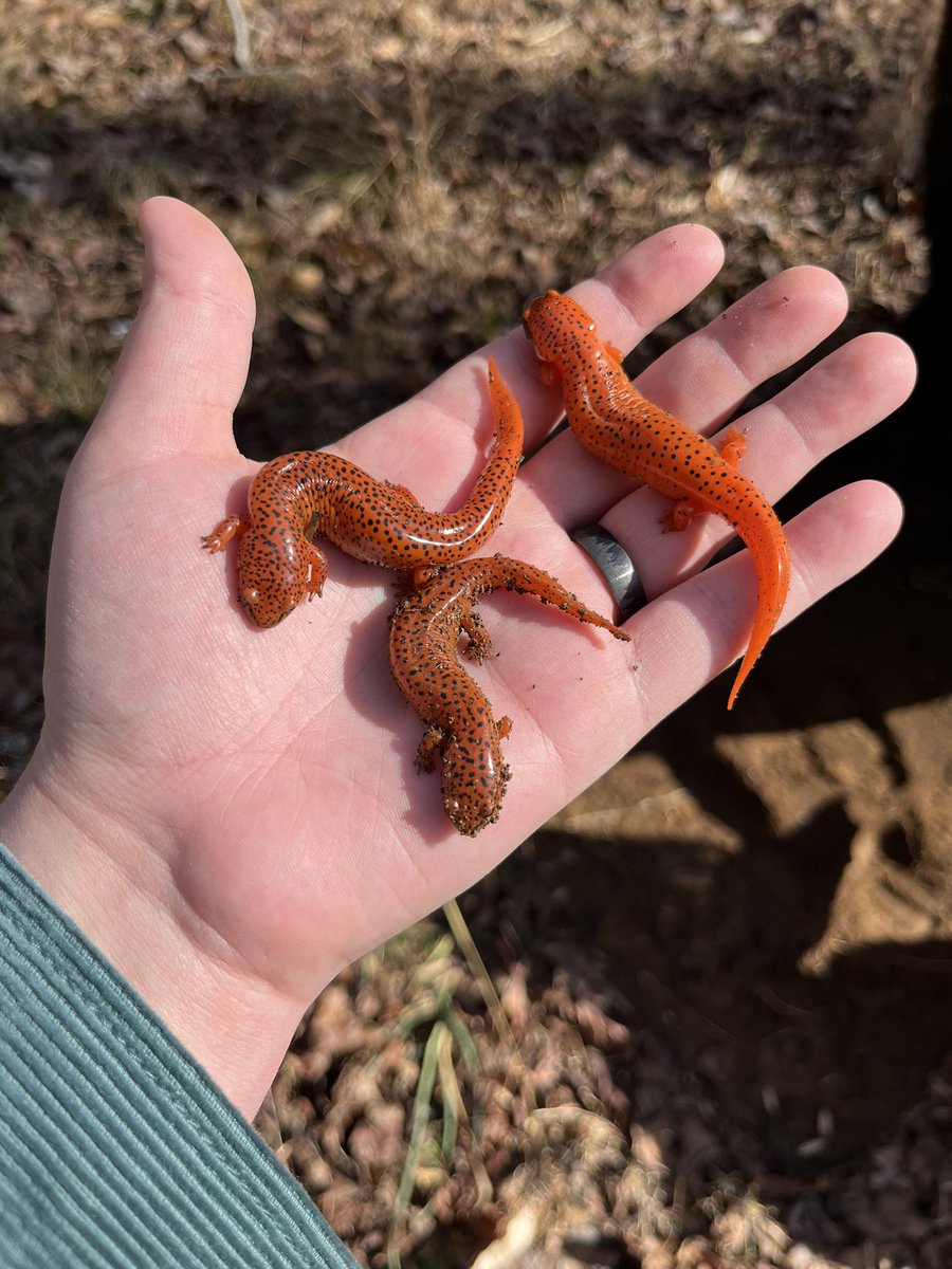 the basketball goal giveth