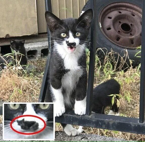 momma cat and its kitty 😂