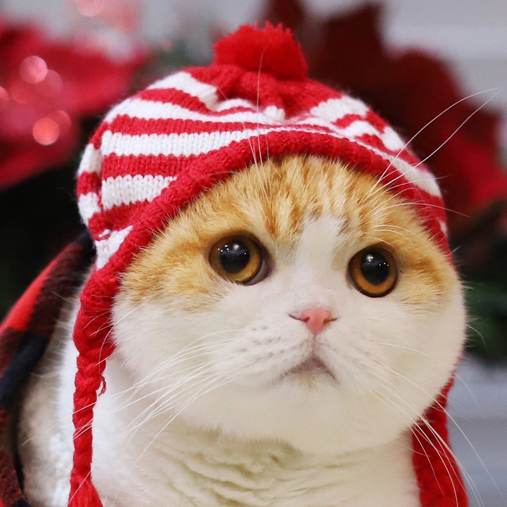 WafflesCat tweet picture