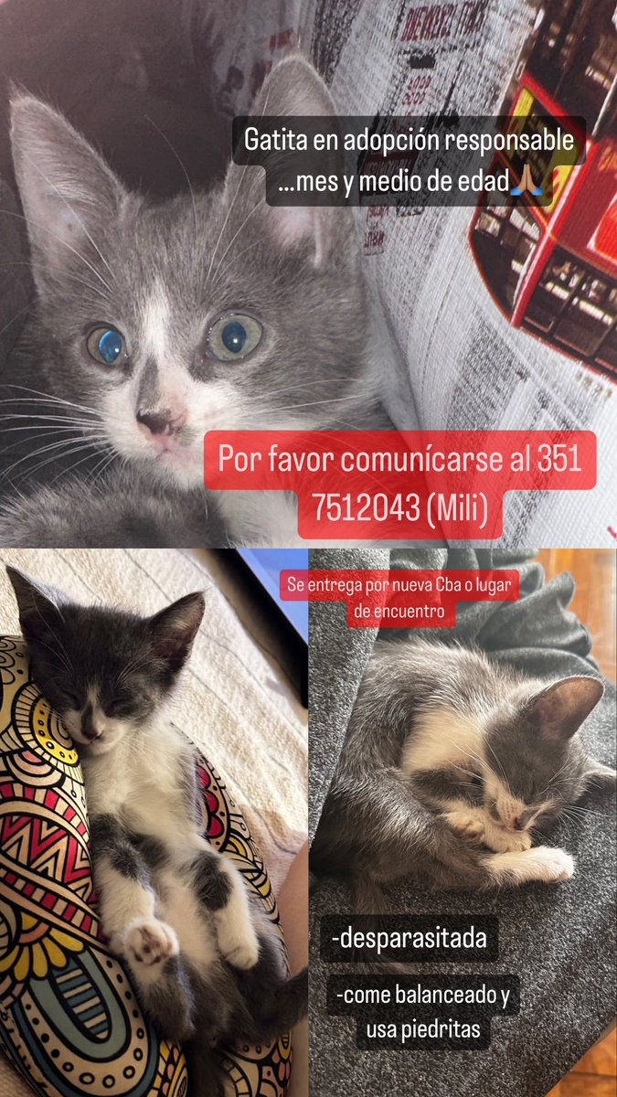 Gatita en adopción! 🙏🏽 comunicarse por MD o al número publicado☺️ <a href="/VivireNuevaCba/">VivirenNuevaCórdoba®</a> <a href="/VivireNuevaCor/">VivireNuevaCórdoba</a> <a href="/Vivir_en_Guemes/">VivirEnGuemes⭐⭐⭐</a> <a href="/Gatosdelzoo/">Gatos del zoo</a>