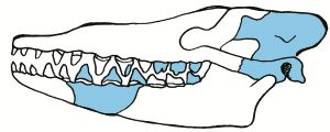 dan_cameron99's tweet photo. @NotEvolution1 Image 1: Original skull fragments found for Pakicetus (in blue)
Image 2: April 1983 cover of journal Science featuring "oldest and most primitive whale"
Image 3: New artist's reconstruction after near complete fossil skeleton was found
#EvolutionFail
https://t.co/eBMcAKQpnJ https://t.co/sQ6JKS2vw5