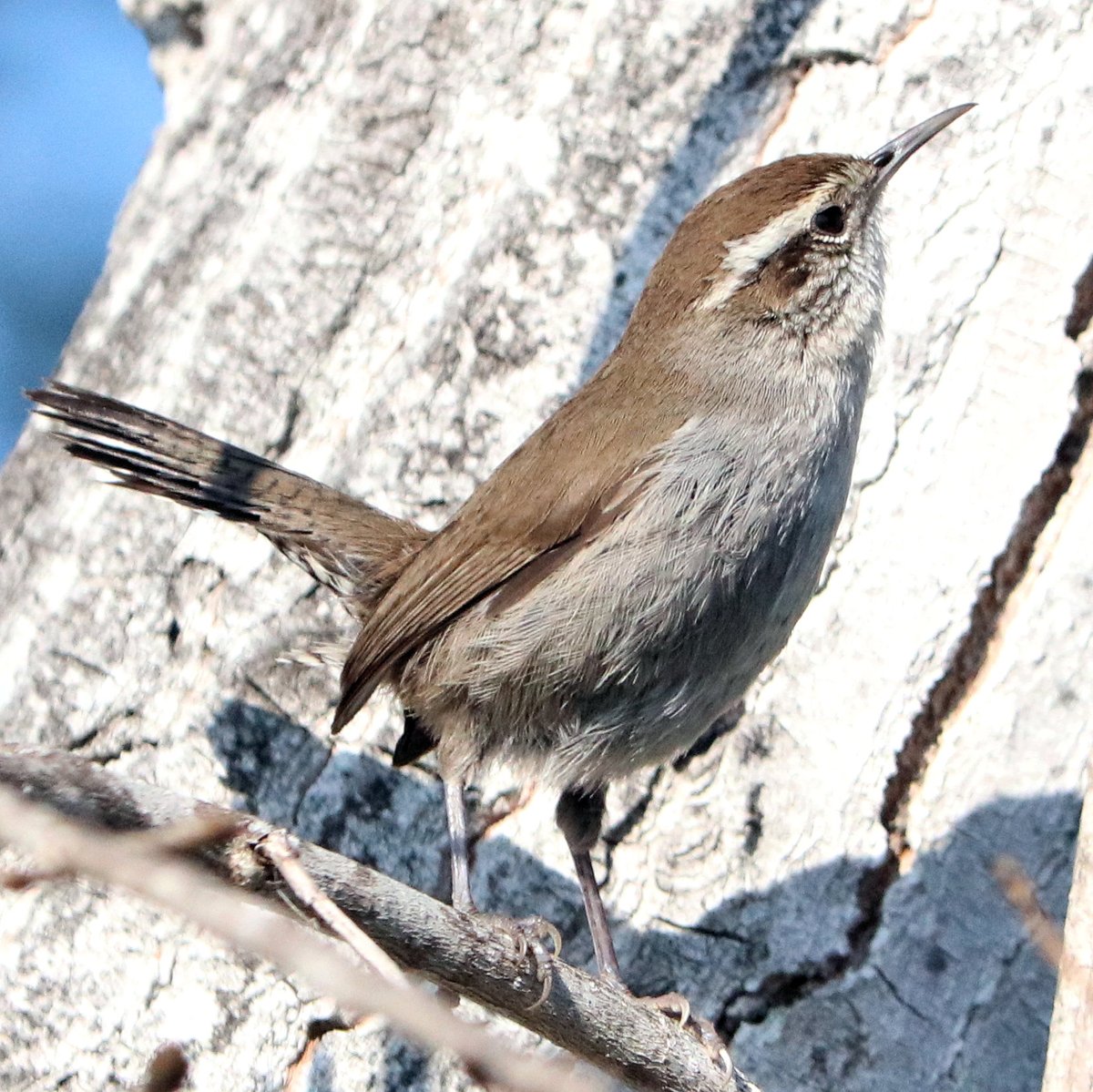 Wren in doubt #ThingsOutside