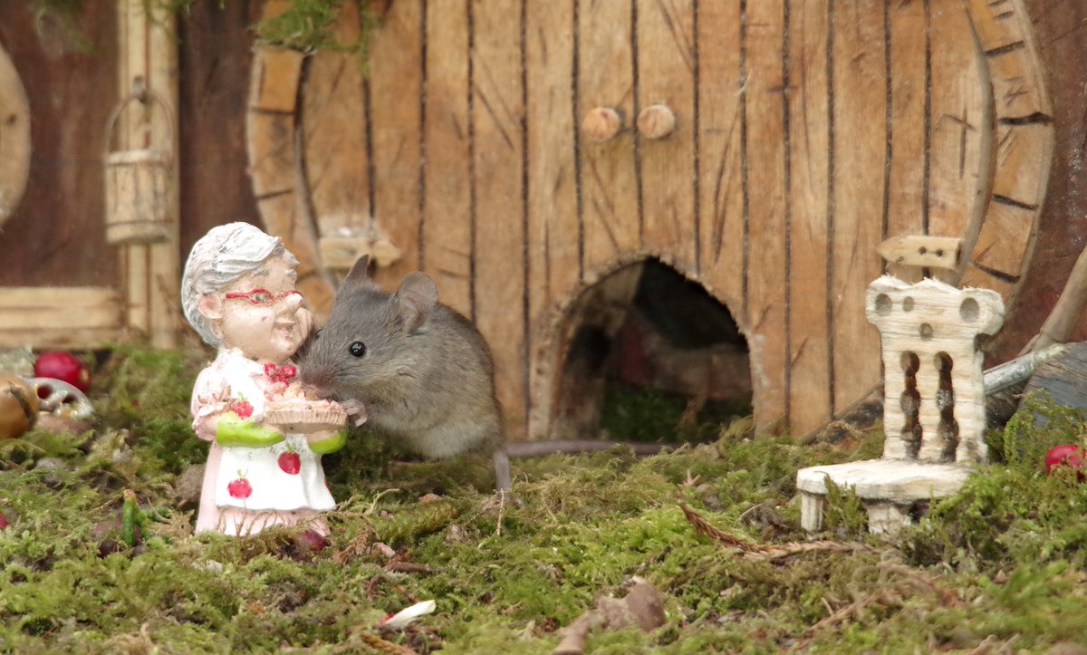 Granny came round with pie and the mice love granny's pie .
#NationalGrandparentsDay