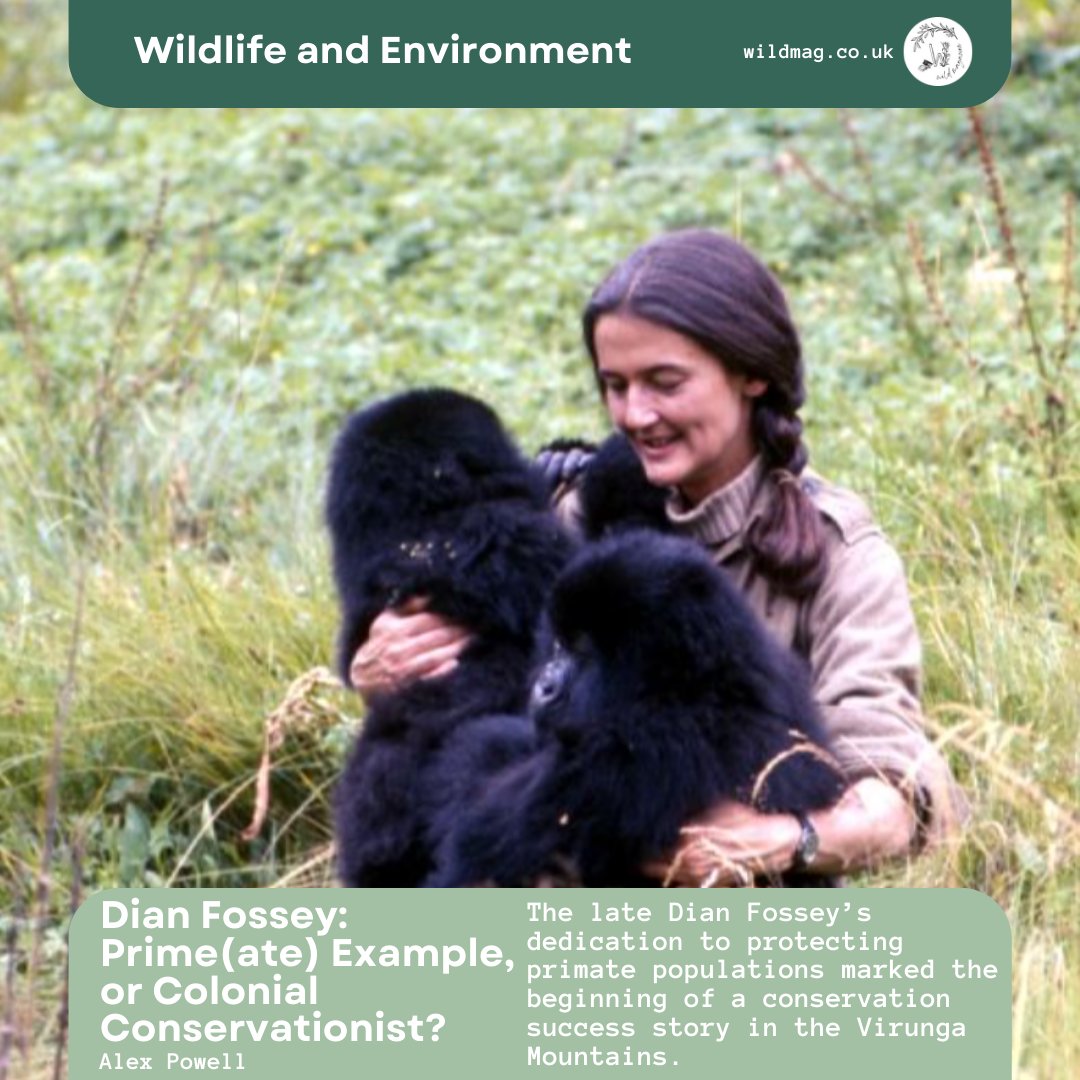 New article out now! 🌿🦍🌿

Link to read more: wildmag.co.uk

#WILDMagUK #environment #conservation