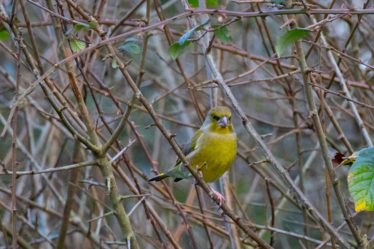 vidlife2019's tweet photo. Winter birds @WarnhamLNR #birdphotography #birds #TwitterNatureCommun https://t.co/23sWF7vxkc