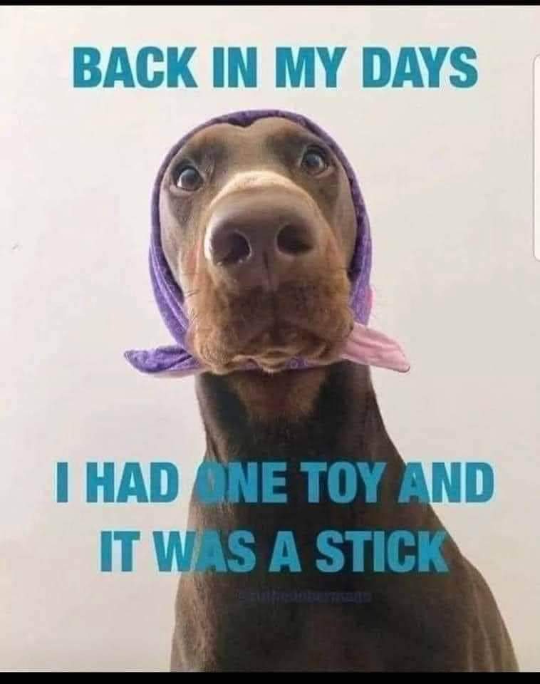 #lildoggie #dogjokes #dog