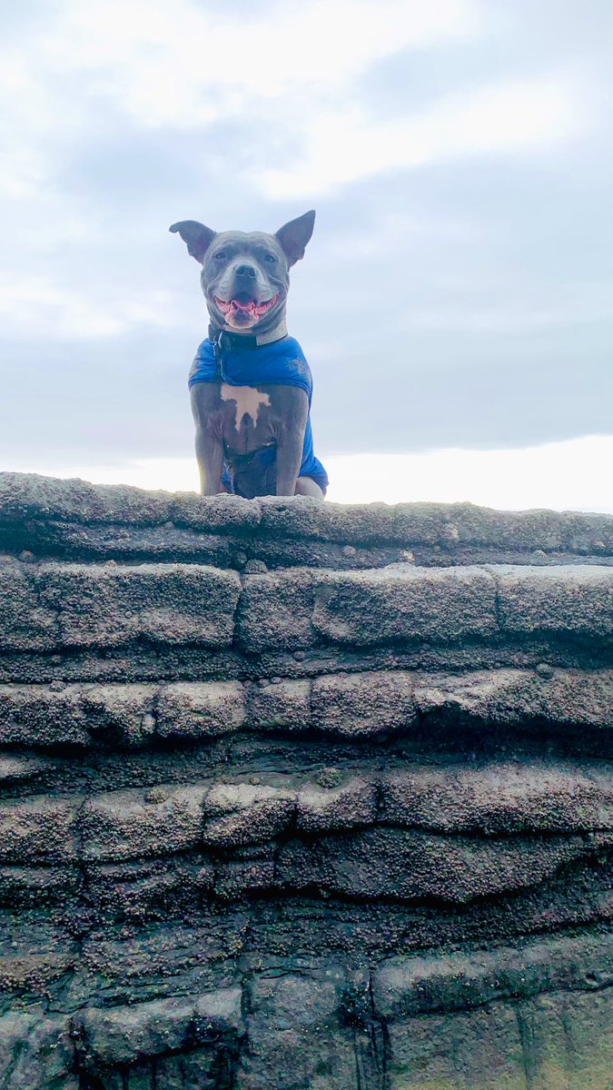 IsaMary2021's tweet image. YooooHooooo I’m up here! 😄❤️ #IsaMary #DogsOfX #FunAtTheBeach