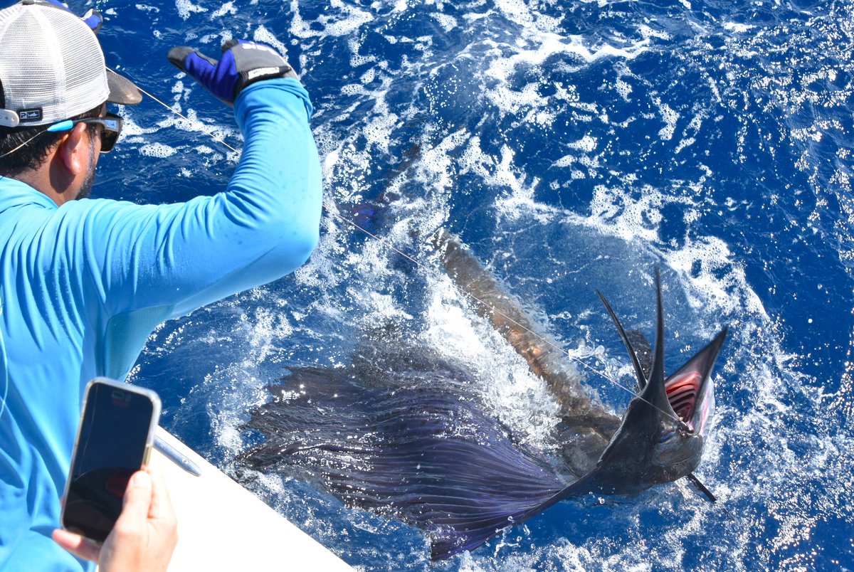 BushwackerCR's tweet photo. Yesterday we released 5 sailfish and boated 3 mahi on the Bushwacker. #bushwackercr #PELAGICWORLDWIDE #pelagic https://t.co/bhzXhjGhYr