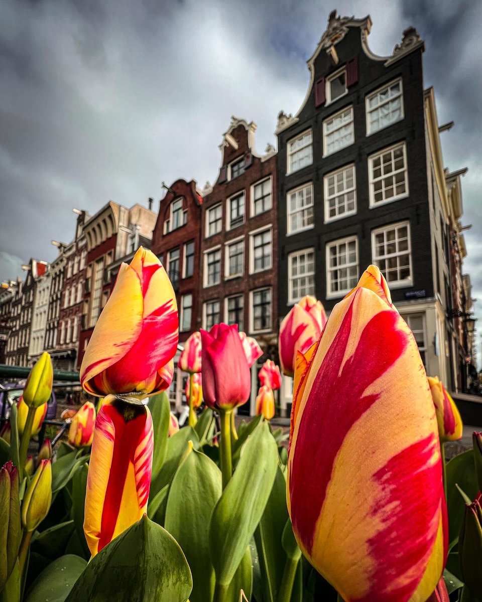 Amsterdam in spring time! 🌷📸 #amsterdam #tulips #tulipphotography