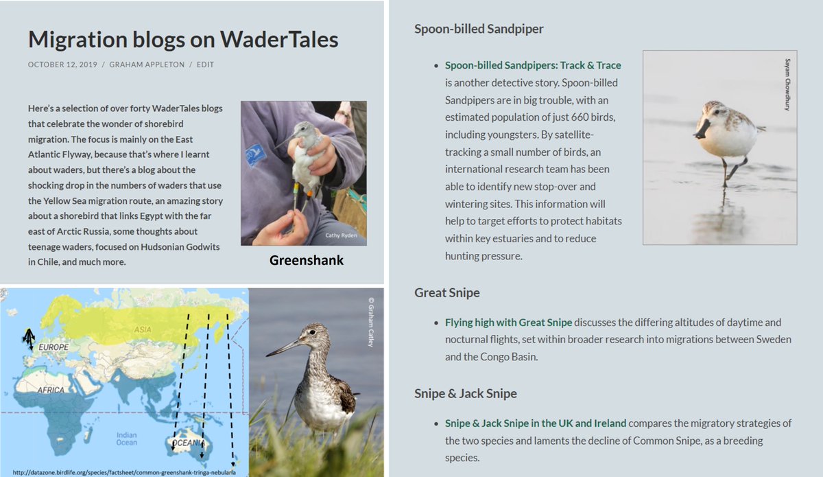 I'm biased but ... ... wader migration is amazing! Lots of interesting research covered in these #WaderTales blogs: wadertales.wordpress.com/2019/10/12/mig… #waders #shorebirds #ornithology