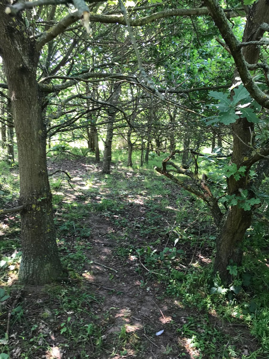 No love for #trees in Doncaster.  Planners say they didn’t make developer count trees they’re chopping down on Rose Hill because counting them’s too difficult! A shocking massive loss of trees &amp; woodland allowed by planners. No wonder Doncaster has lowest tree cover in SouthYorks