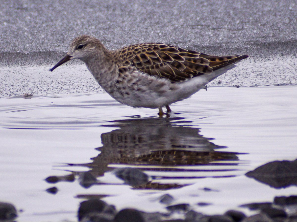 The Ruff that's been hanging around Quidi Vidi Lake looking healthy yesterday afternoon, despite the temperamental #NLwx.

This bird should probably be in Africa somewhere this time of year, not Newfoundland.

#birdsnl