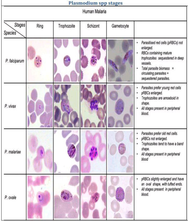 مختبرات طبية tweet media